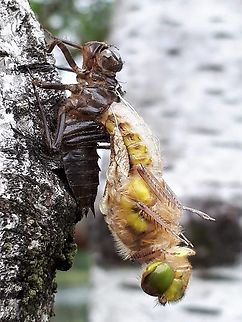 four-spotted libellula Found this newly emerged four-spotted dragonfly last year close to a pond in Leersum the Netherlands Four-spotted chaser,Geotagged,Libellula quadrimaculata,Netherlands,Spring