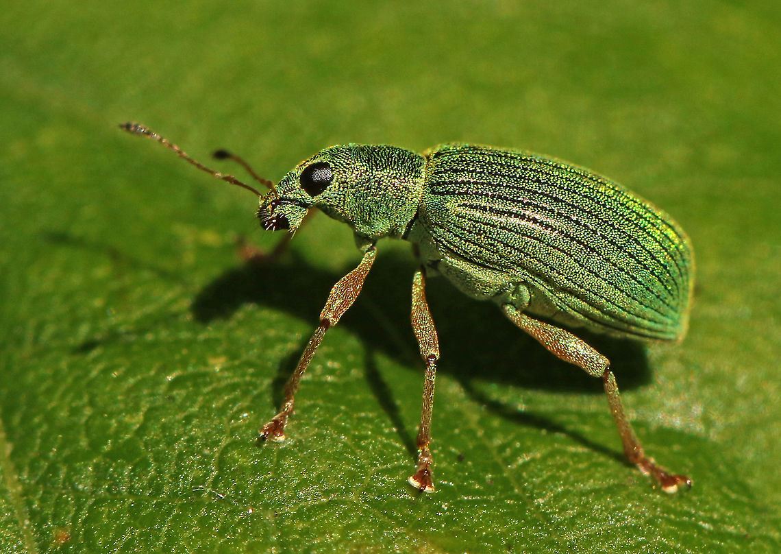 Weevil -  Polydrusus formosus Even though it is green on green, I found it anyway, getting him standing still for a second is another story. Geotagged,Netherlands,Polydrusus formosus,Polydrusus sericeus,Spring