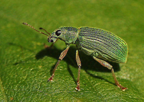 Weevil -  Polydrusus formosus Even though it is green on green, I found it anyway, getting him standing still for a second is another story. Geotagged,Netherlands,Polydrusus formosus,Polydrusus sericeus,Spring