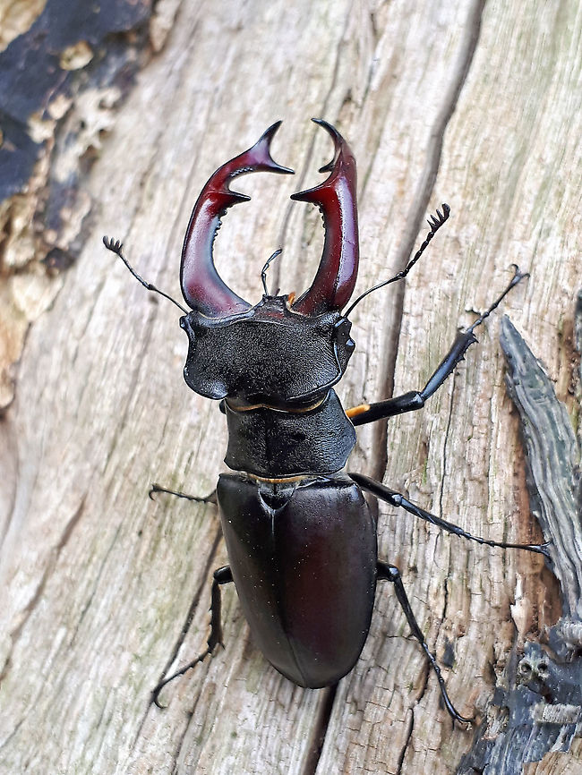 Stag beetle Through a tip I went on a trip to a place in the woods where I found this beautiful giant stag beetle (75mm) male.  first time that I&#039;ve seen them alive . Geotagged,Lucanus cervus,Netherlands,Spring,Stag beetle