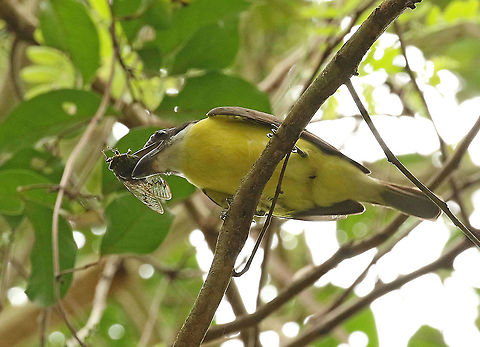Boat billed flycatcher With cicada as pray, seen at the Peperpot reserve, distr. Commewijne Suriname. Boat-billed flycatcher,Geotagged,Megarynchus pitangua,Spring,Suriname