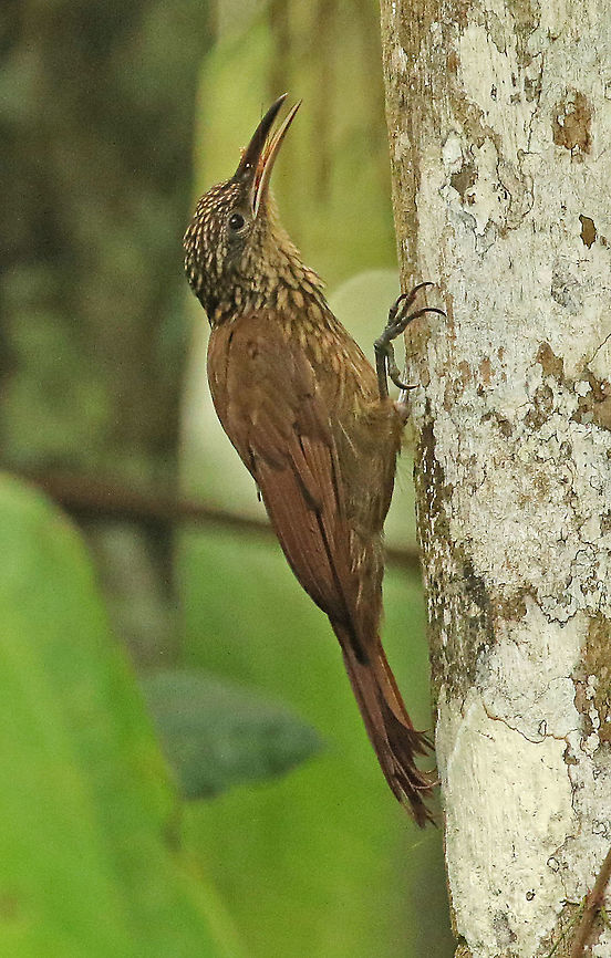 Buff throated wood creeper. A real jungle bird, spotted in Nieuwzorg distr. Commewijne Suriname, of course in the jungle . Buff-throated woodcreeper,Geotagged,Spring,Suriname,Xiphorhynchus guttatus