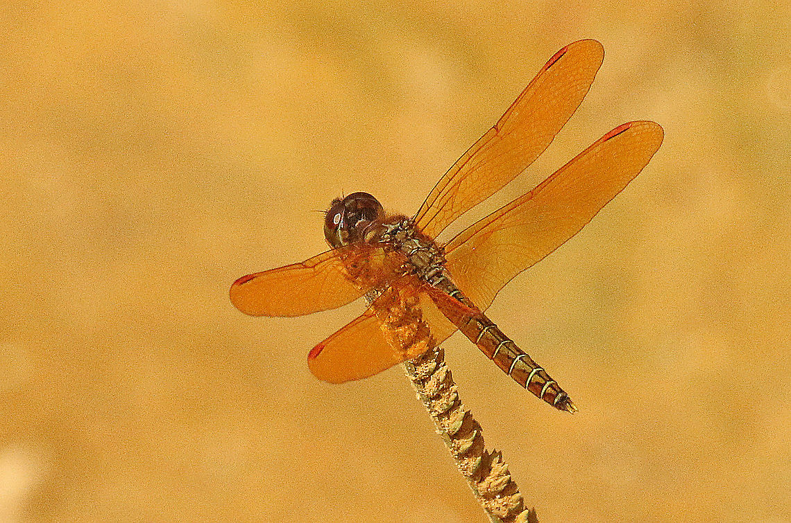 Eastern  amberwing dragonfly Found only two of these beauties on a yellow-sandy road at Nieuwzorg distr. Commewijne Suriname Eastern Amberwing,Geotagged,Perithemis tenera,Spring,Suriname
