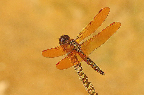 Eastern  amberwing dragonfly Found only two of these beauties on a yellow-sandy road at Nieuwzorg distr. Commewijne Suriname Eastern Amberwing,Geotagged,Perithemis tenera,Spring,Suriname