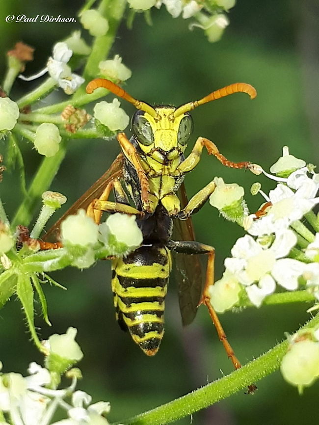 European paper wasp. Found this wasp in my back yard and he was eager to pose for me. European paper wasp,Geotagged,Netherlands,Polistes dominula,Summer