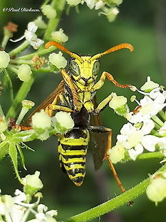 European paper wasp. Found this wasp in my back yard and he was eager to pose for me. European paper wasp,Geotagged,Netherlands,Polistes dominula,Summer