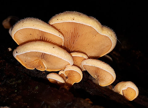 Phyllotopsis nidulans First find for the Utrecht province in the Netherlands, found this group at the Vikinghof in Wijk bij Duurstede the Netherlands. Fall,Geotagged,Netherlands,Orange oyster,Phyllotopsis nidulans
