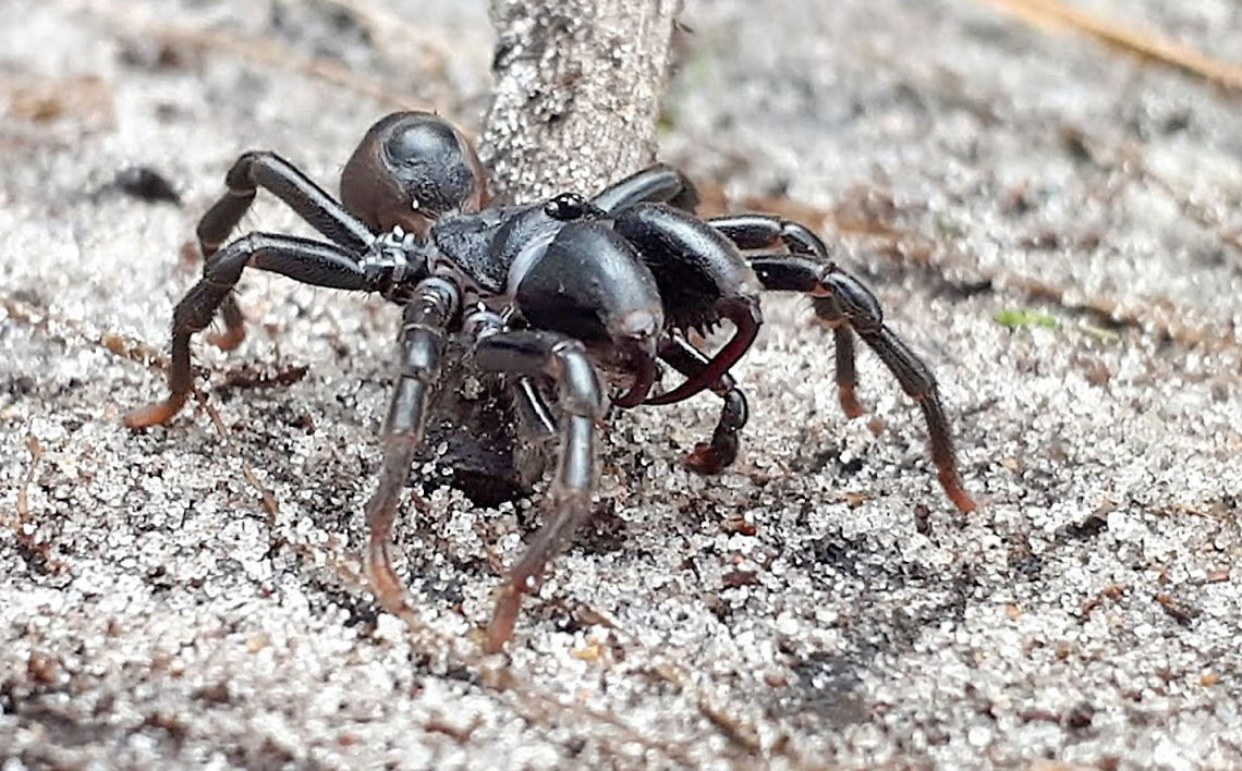 Atypus affinis The only 'bird spider' member in the Netherlands and not so scary is it seems, this one measures only 12 mm. look at his fangs ! Atypus affinis,Geotagged,Netherlands