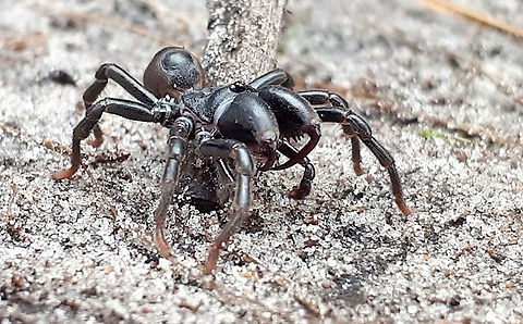 Atypus affinis The only 'bird spider' member in the Netherlands and not so scary is it seems, this one measures only 12 mm. look at his fangs ! Atypus affinis,Geotagged,Netherlands