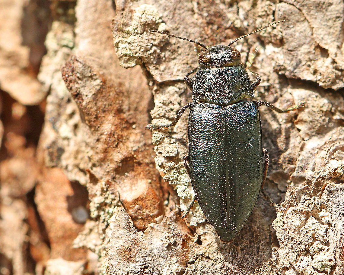 Jewel beetle Phaenops cyanea Probably sunbathing with several specimen of the same kind, on pine seize is about 10 mm, blue\green\purple metallic . Geotagged,Netherlands,Phaenops cyanea,Summer