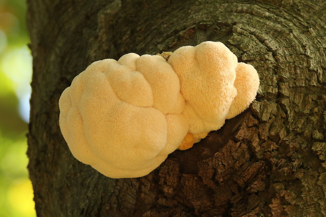 Bearded Tooth spotted on a living beech, In Leersum the Netherlands, a quite rare fungi that&#039;s coming back each year. Fall,Geotagged,Hericium erinaceu,Hericium erinaceus,Netherlands