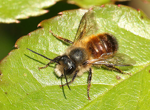 Osmia cornuta Found on a leaf of my yellow rose, in my backyard . European orchard bee,Geotagged,Netherlands,Osmia cornuta,Spring