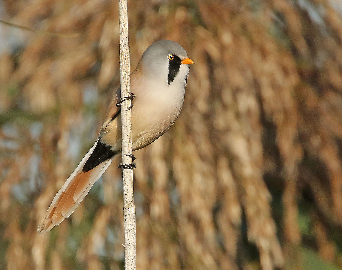 Bearded reedling took a shot at this bird at the well-known Oostvaardersplassen, near Lelystad the Netherlands Bearded reedling,Fall,Geotagged,Netherlands,Panurus biarmicus