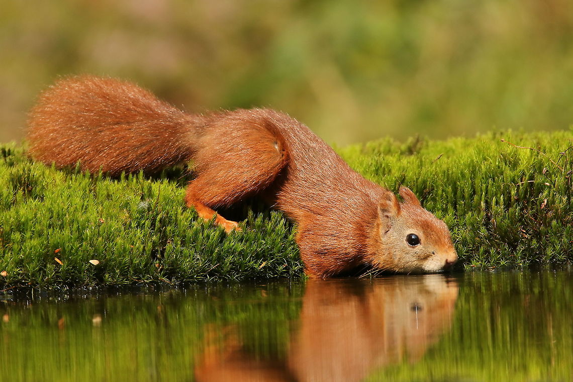 Red squirrel Took this photo from a hide in a mixt forest , he no longer thirsty, me happy. Geotagged,Netherlands,Red squirrel,Sciurus vulgaris,Summer