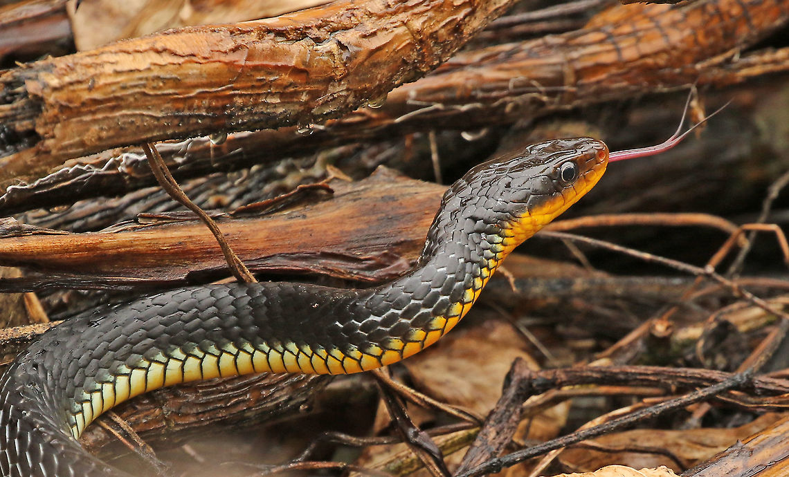 Chironius exoletus No idea if there&#039;s an English name for this snake, spotted him at Peperpot distr. Commewijne Suriname Chironius exoletus,Geotagged,Spring,Suriname
