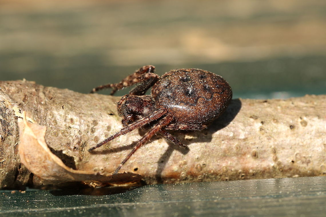 Walnut Orb-Weaver Spider Found this spider behind a piece of bark from a dead oak. Geotagged,Netherlands,Nuctenea umbratica,Spring