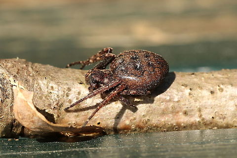 Walnut Orb-Weaver Spider Found this spider behind a piece of bark from a dead oak. Geotagged,Netherlands,Nuctenea umbratica,Spring