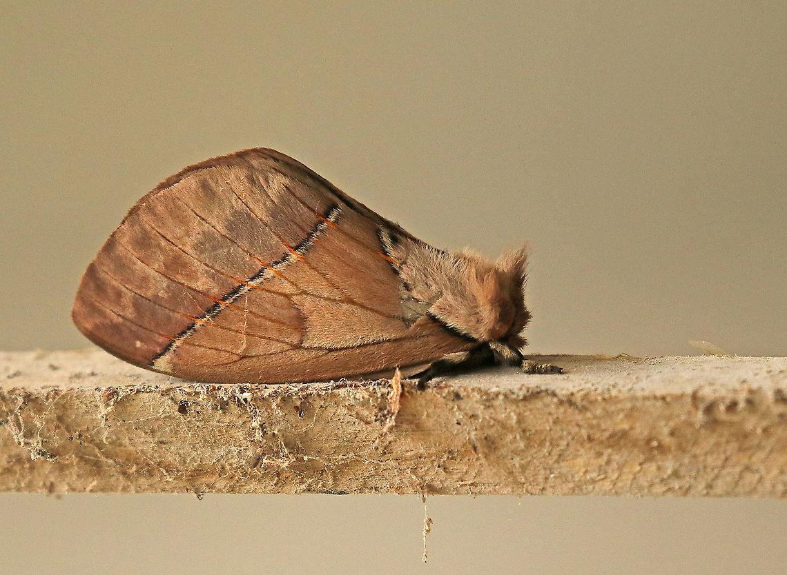 Pseudodirphia_agis._ Found this moth on a building construction at Nieuwzorg distr. Commewijne Suriname Dirphia agis,Geotagged,Spring,Suriname