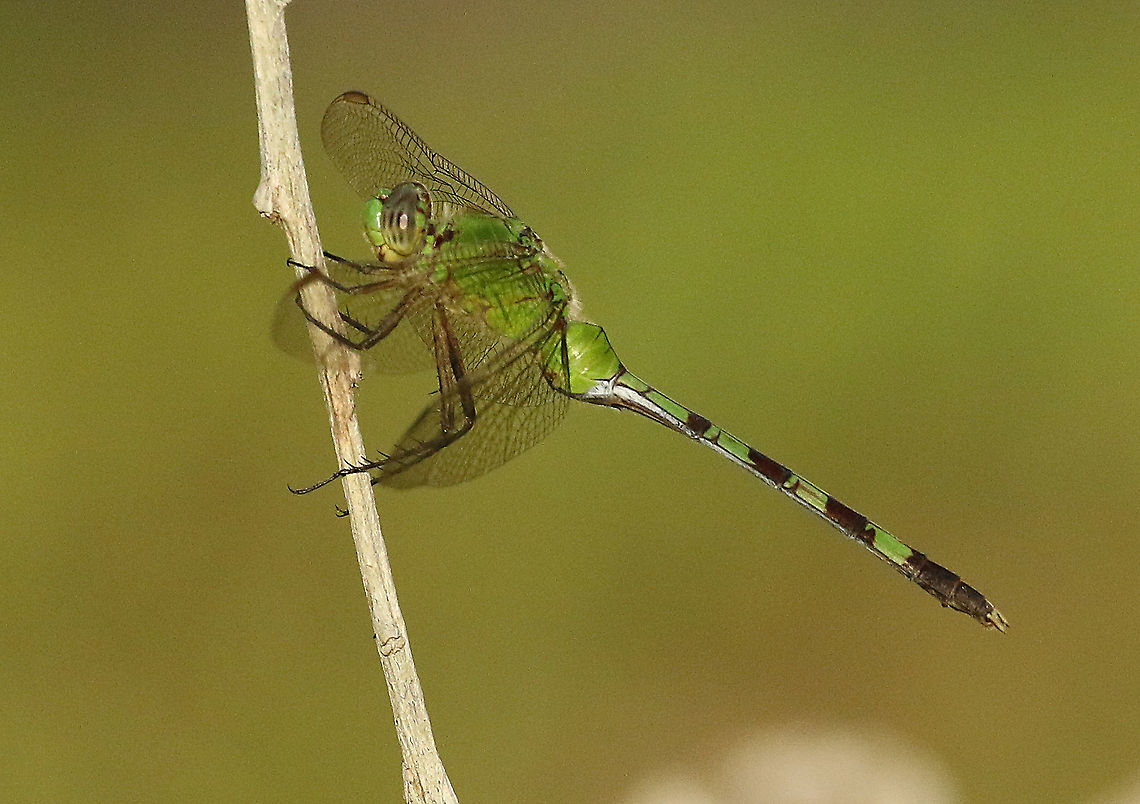 Erythemis vesiculosa loyal visitor in my back-yard, in the time I was there on my holidays , Paramaribo Suriname. Erythemis vesiculosa,Geotagged,Great Pondhawk,Spring,Suriname