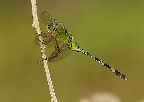 Erythemis vesiculosa loyal visitor in my back-yard, in the time I was there on my holidays , Paramaribo Suriname. Erythemis vesiculosa,Geotagged,Great Pondhawk,Spring,Suriname