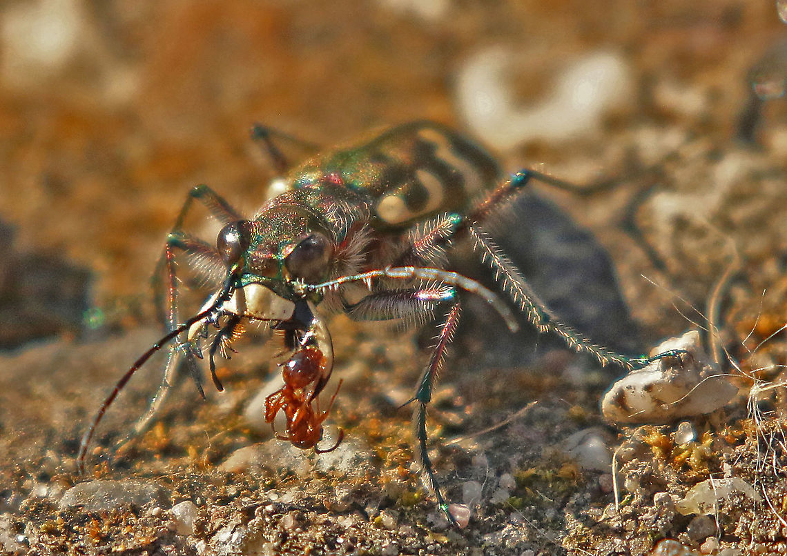 Northern dune tiger beetle A fierce predator with a little ant as prey . Cicindela hybrida,Geotagged,Netherlands,Northern dune tiger beetle,Spring