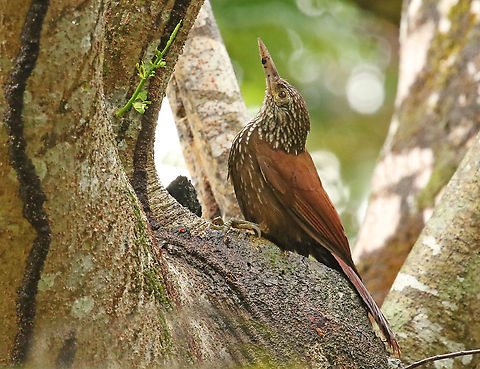 Straight billed wood creeper . Spotted this woodpecker-like bird at Nieuwzorg distr. Commewijne Suriname. Dendroplex picus,Geotagged,Spring,Straight-billed woodcreeper,Suriname