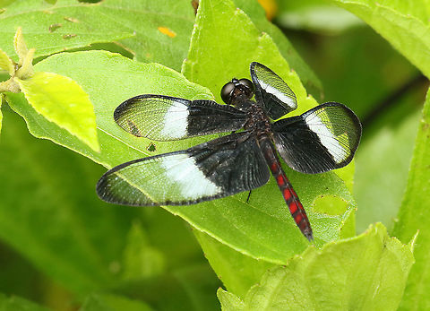 Diastatops dimidiata No idea about the English name for this beauty, spotted him at Nieuwzorg distr. Commewijne Suriname. Diastatops dimidiata,Geotagged,Spring,Suriname
