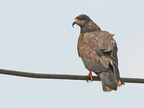 Snail-kite Unique snail-eating raptor, spotted this one at the Kwatta district in Paramaribo Suriname Geotagged,Rostrhamus sociabilis,Snail Kite,Spring,Suriname
