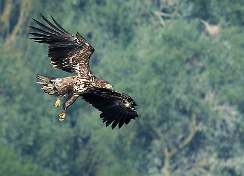 white-tailed eagle Spotted this juvenile eagle at the lepelaarsplassen in Almere Geotagged,Haliaeetus albicilla,Netherlands,Spring,White-tailed eagle