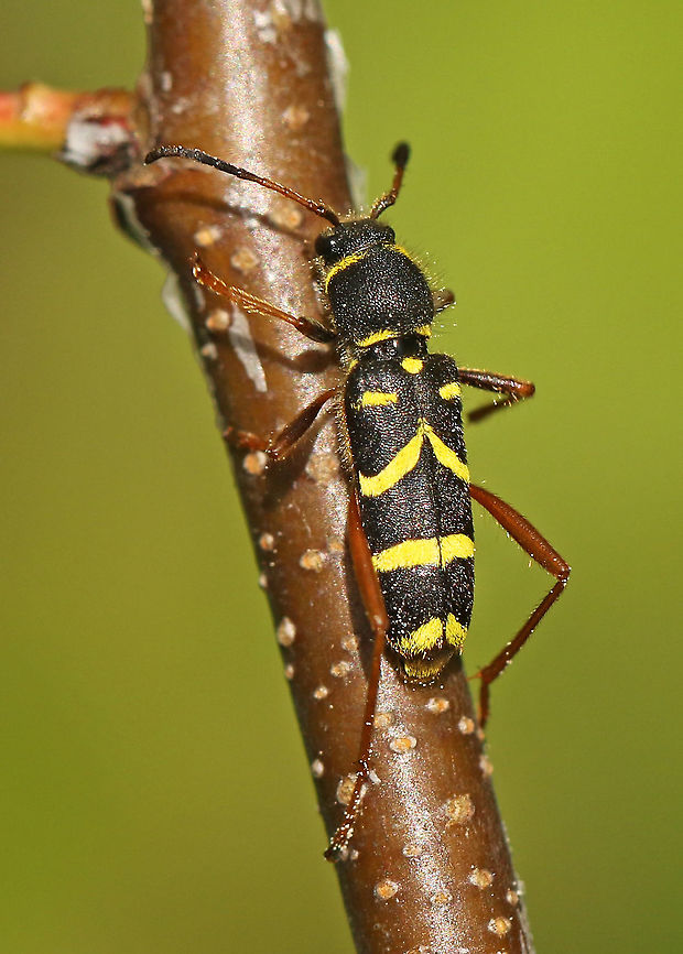 The wasp beetle This is the little one so to speak, very common, the bigger version is more rare. Clytus arietis,Geotagged,Netherlands,Spring,Wasp beetle