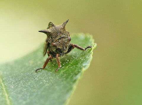 Thorn hopper. This nervous little cicada had no plans to sit still for a photo, he gave me less than 2 seconds. Centrotus cornutus,Geotagged,Netherlands,Spring