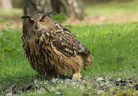The eagle owl Through a site, called Waarneming.nl we drove to Tilburg for this eagle owl in the wild, he surprised, me happy. Bubo bubo,Eurasian eagle-owl,Geotagged,Netherlands,Spring