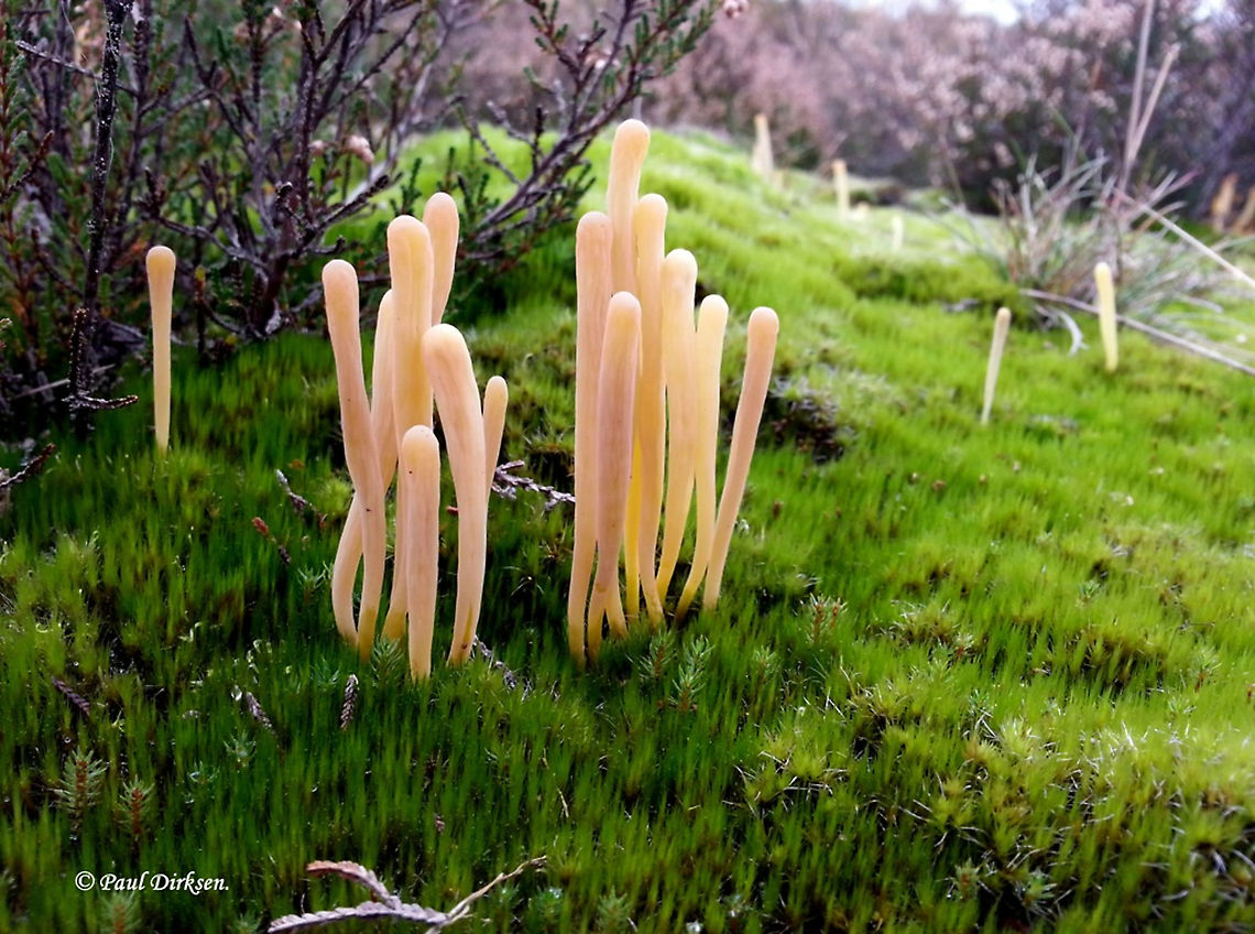 Moor Club On the right time and season you can find this fungi on the moor, found this group near Leusden the Netherlands Clavaria argillacea,Fall,Geotagged,Netherlands