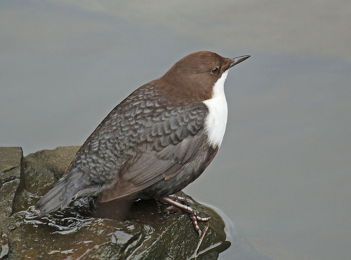 White-throated Dipper Came across this bird through another birdwatcher, we found him in Nijmegen the Netherlands Cinclus cinclus,Geotagged,Netherlands,White-throated Dipper,Winter