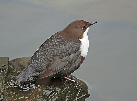 White-throated Dipper Came across this bird through another birdwatcher, we found him in Nijmegen the Netherlands Cinclus cinclus,Geotagged,Netherlands,White-throated Dipper,Winter