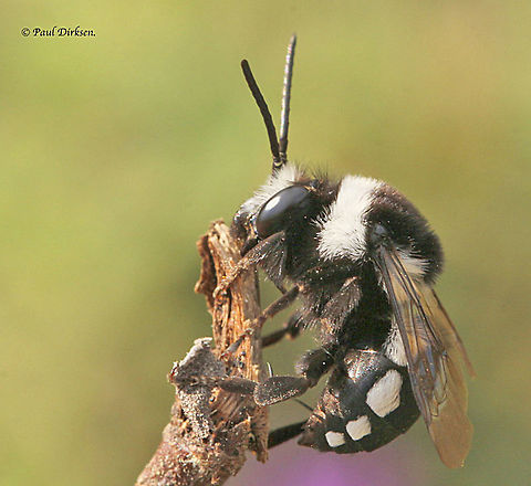 Melucta luctuosa Spotted this bee on the Island of Lesvos Greece. Geotagged,Greece,Melecta luctuosa,Spring,Square-spotted mourning bee