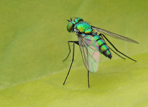Long legged fly, Condylostylus sp. A loyal visitor in our backyard, only 5 mm small.  Charlesburg Paramaribo Suriname Condylostylus patibulatus,Geotagged,Spring,Suriname