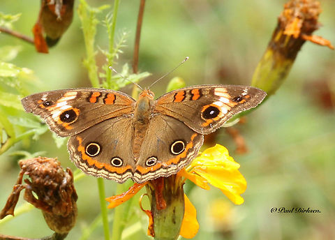 Mangrove buckeye Spotted this butterfly at Nieuwzorg distr. Commewijne Suriname Geotagged,Junonia genoveva,Mangrove Buckeye,Suriname
