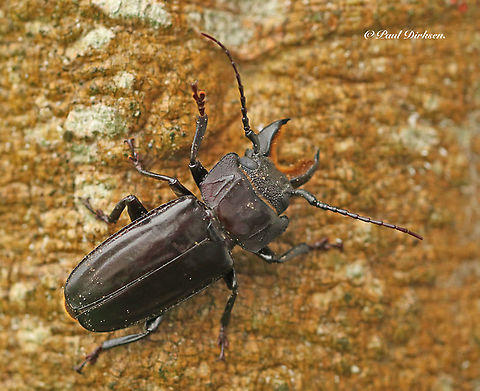 Longhorn beetle, Mallodon spinibarbis Caught for me by my brother in law at welbedacht distr. Commewijne Suriname Geotagged,Mallodon spinibarbis,Suriname