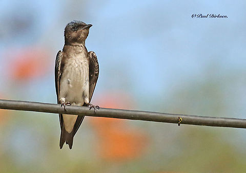 Grey-breasted martin