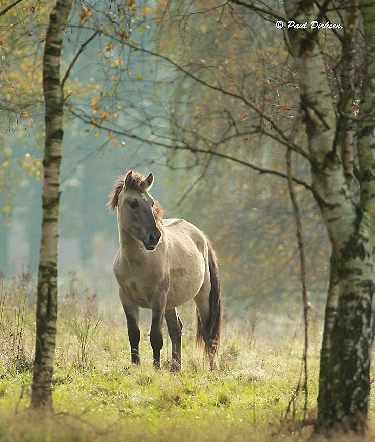 Konik-horse,  Equus ferus caballus. Saw this beautiful little horse between some birch trees, good enough for a photo.<br />
Plantation Willem III Elst the Netherlands . Domestic horse,Equus ferus caballus