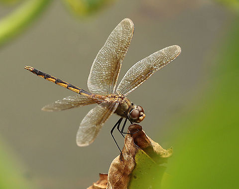 The Tawny pennant Spotted this dragonfly at the Kwatta district Paramaribo Suriname. Brachymesia herbida,Geotagged,Spring,Suriname,Tawny pennant