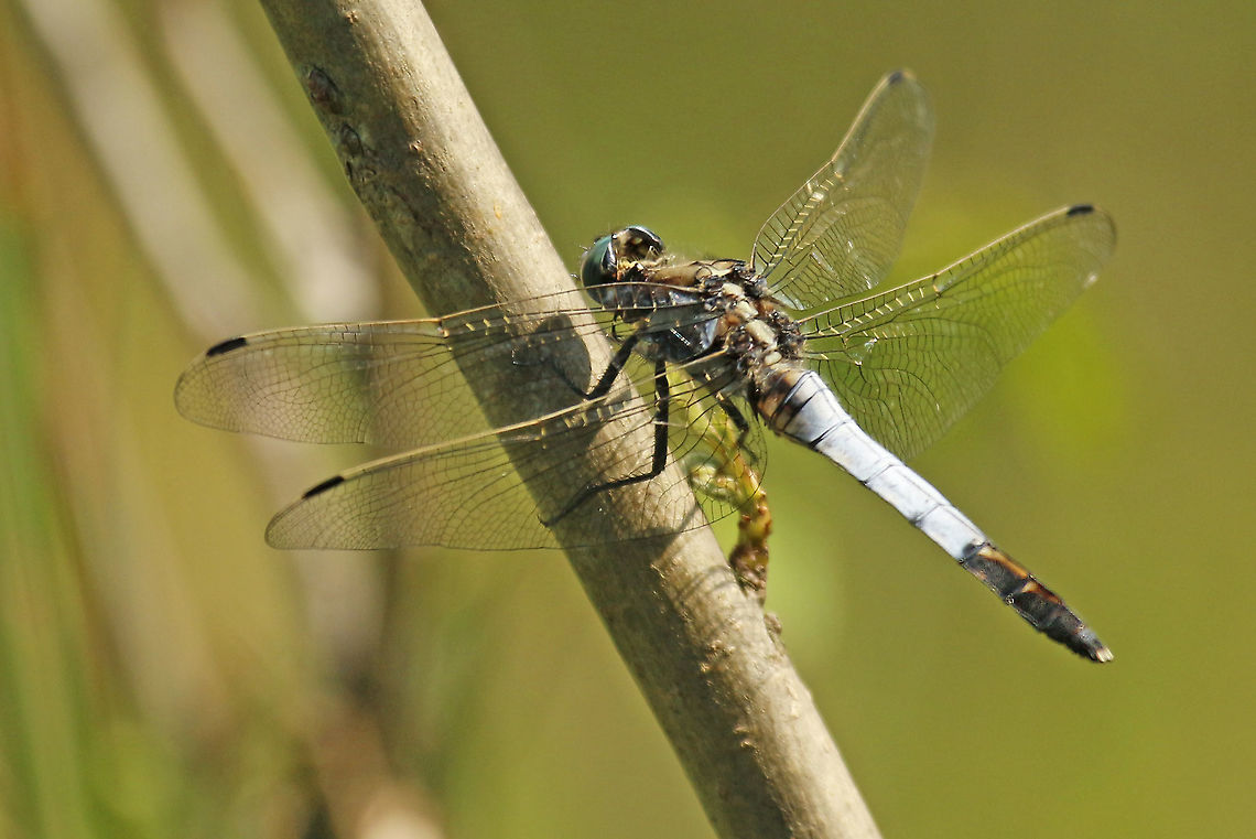 White-tailed Skimmer Going through my archive I found this dragonfly without knowing that I took this foto,  location : Tiszagyenda Hongary. Geotagged,Hungary,Orthetrum albistylum,Spring