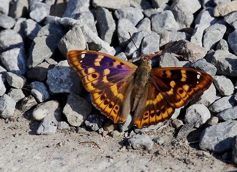 Lesser Purple Emperor Spotted this beauty when we where on our holiday in Belgium some years back. Apatura ilia,Belgium,Geotagged,Lesser purple emperor,Summer