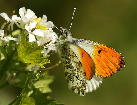 Orange tip A real spring butterfly, I have only seen males today, this is one of them. Anthocharis cardamines,Geotagged,Netherlands,Orange tip,Spring