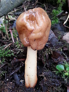 Trimble mushroom ? In Dutch we call him 'vingerhoedje'  found this funny fungi bij the dozens in Buren, the Netherlands Geotagged,Netherlands,Spring,Verpa digitaliformis