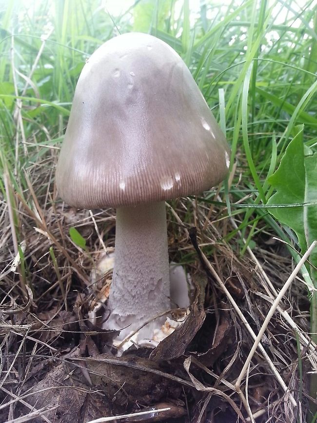 Look alike or doppelg&auml;nger amanite -  Amanita simulans Close to some poplar trees I found a quite rare amanite, this one will not be recognize by the Dutch mycologists. Geotagged,Netherlands