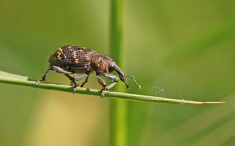 Dead end street End of the line for this pine weevil, took this photo in the Kampina close to Boxtel the Netherlands. Hylobius abietis,Large pine weevil