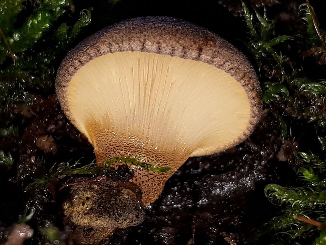 Olive Oysterling Found this beauty on a dead beech, at Parc Broekhuizen in Leersum the Netherlands  Geotagged,Late oyster,Netherlands,Sarcomyxa serotina