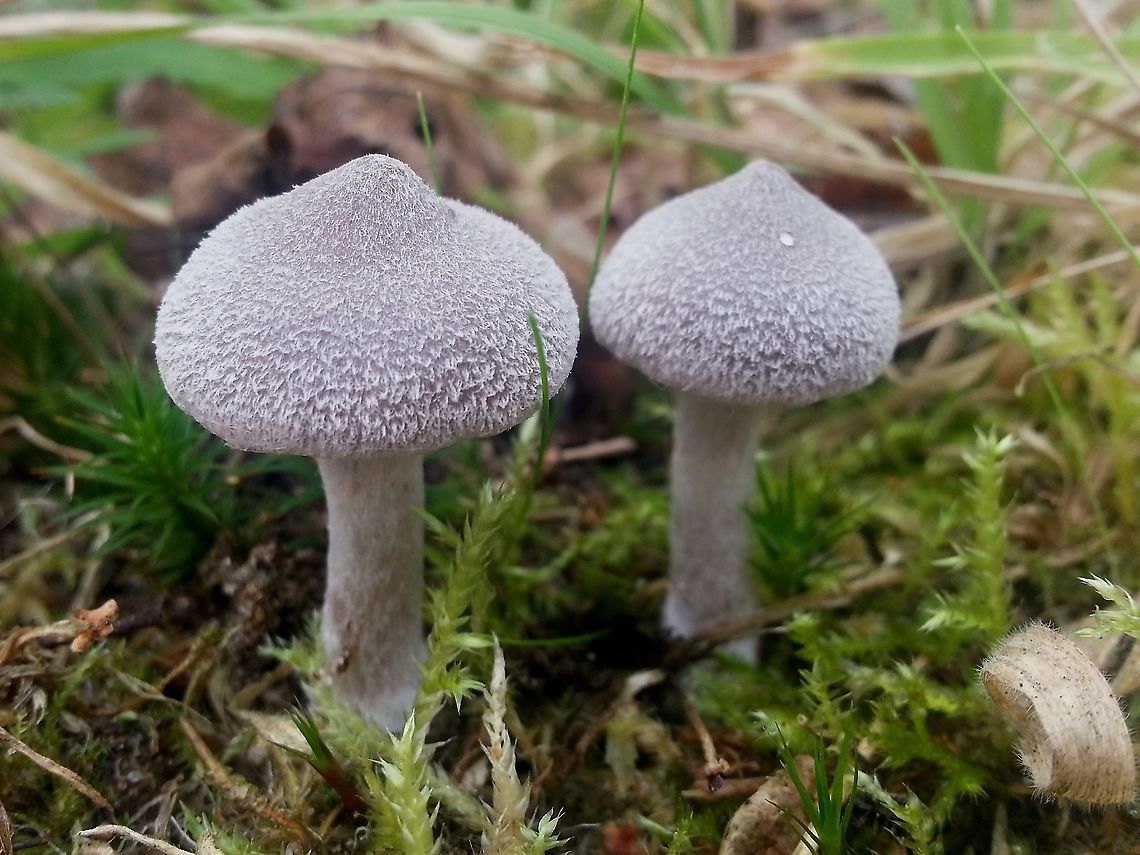 Cortinarius. Found these beauties on a sandy riverbank near some birches. Cortinarius hemitrichus,Fall,Geotagged,Netherlands